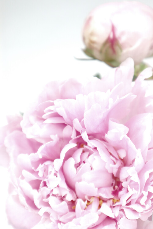 Peonies Posters & Wall Art Prints | Buy Online at UKposters.co.uk