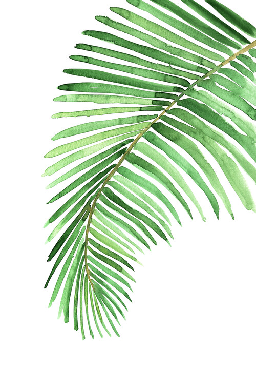Illustrazione Watercolor palm leaf