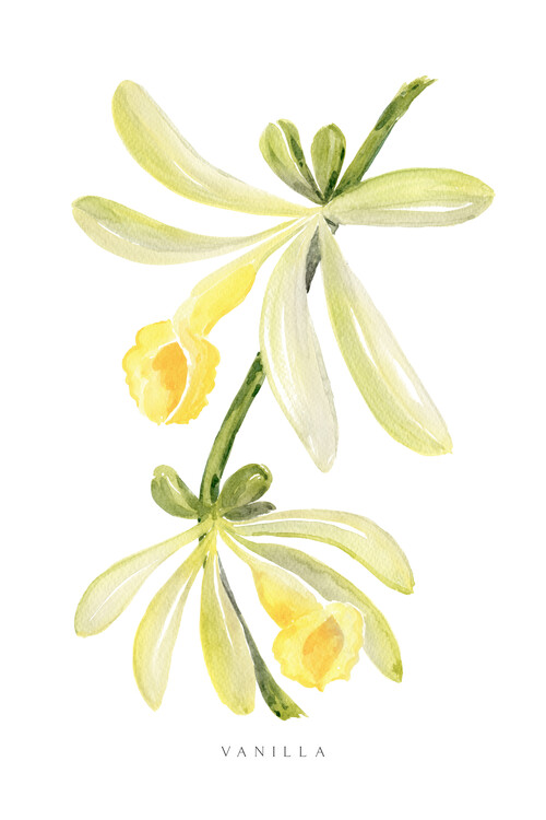 Ilustração Watercolor vanilla orchid illustration