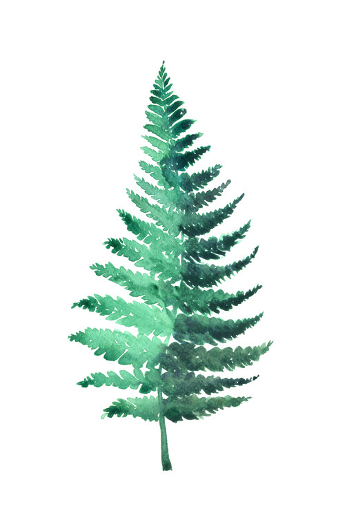 Illustration Watercolor fern illustration