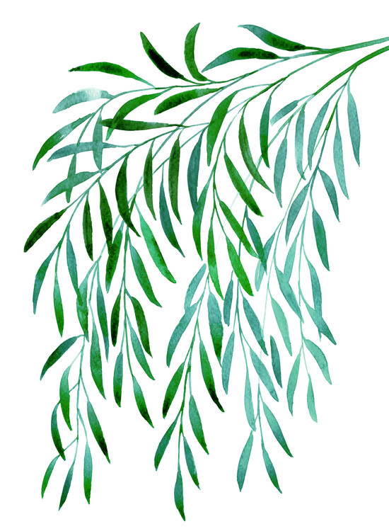 Ilustração Cascading watercolor eucalyptus