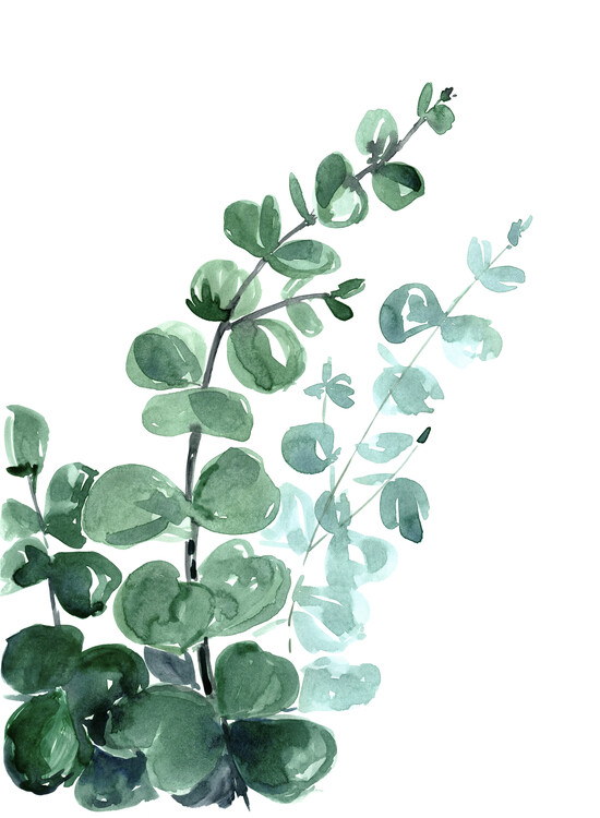 Ilustração Watercolor eucalyptus bouquet