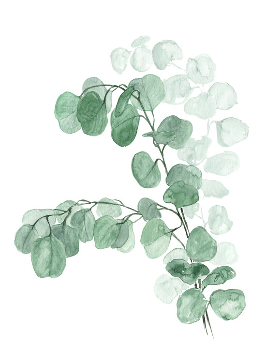 Ilustrace Watercolor silver dollar eucalyptus, Blursbyai, (30 x 40 cm)