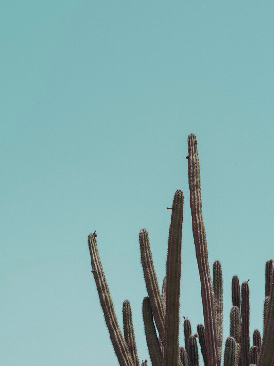 Illustration Cactuscorner green
