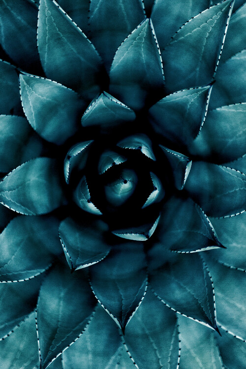 Art Photography Cactus No 9
