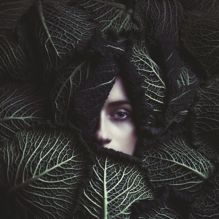 Art Photography Cabbage