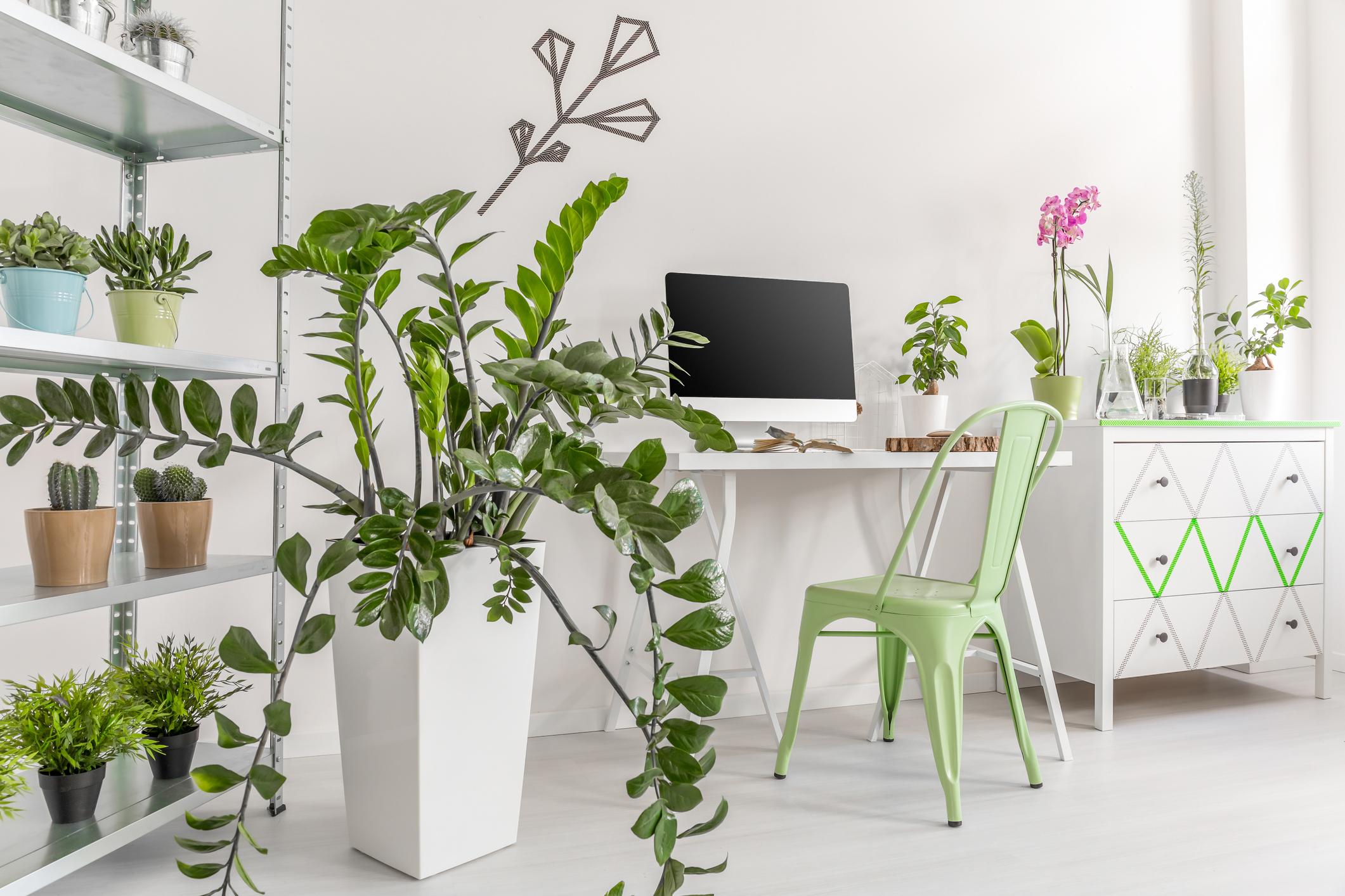 Písací stôl a kovová stolička vo svetlej pracovni s rastlinami