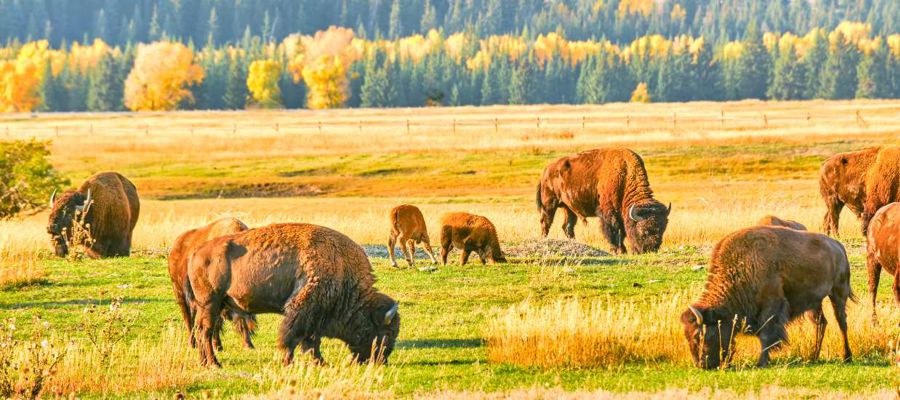 Centro de Interpretación del Bisonte Europeo - Bison Bonasus CIBE Centro de Interpretación del Bisonte Europeo - Bison Bonasus CIBE