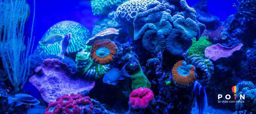 Bilhetes a Sea Life Oporto Bilhetes a Sea Life Oporto