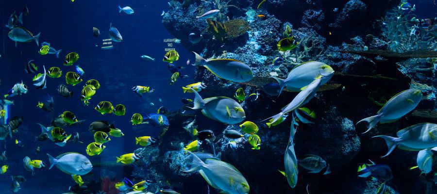 Entradas al Acuario de Sevilla