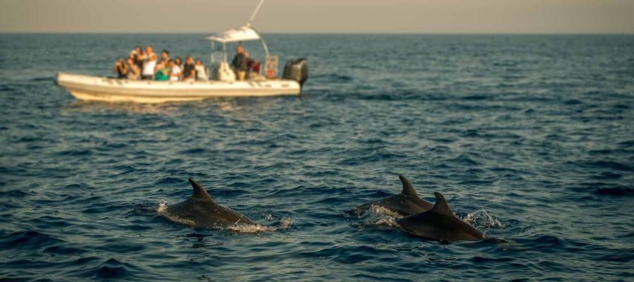 Avistamiento de Delfines - Benalmádena Avistamiento de Delfines - Benalmádena