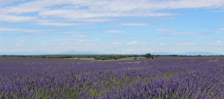 Campos de Lavandas de Brihuega