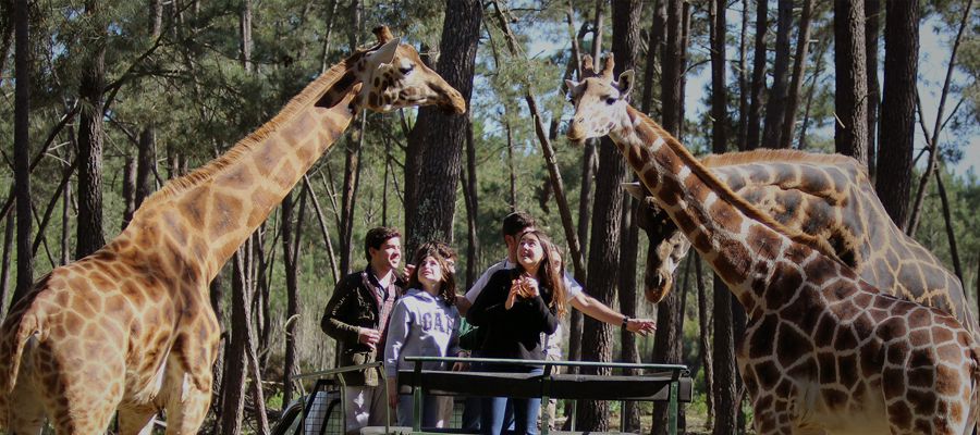 Badoca Safari Park