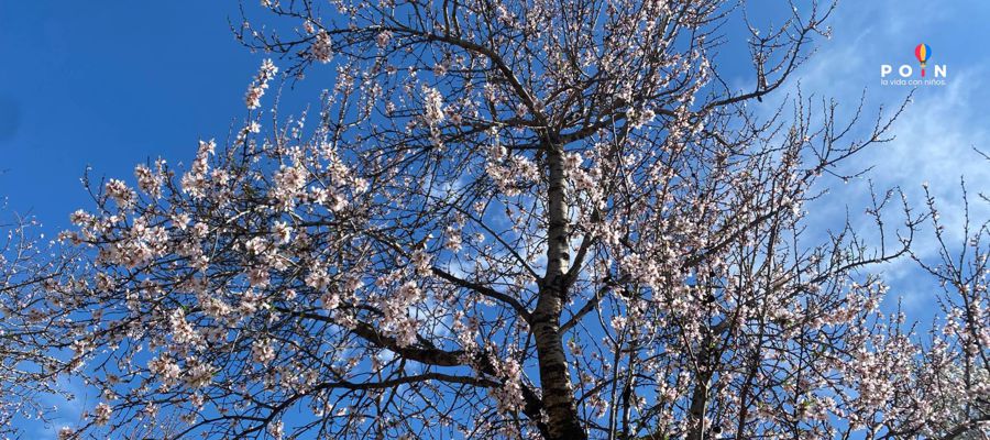 Dónde ver los almendros en el Retiro