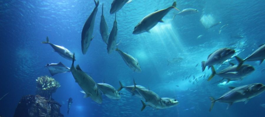 Oceanário de Lisboa