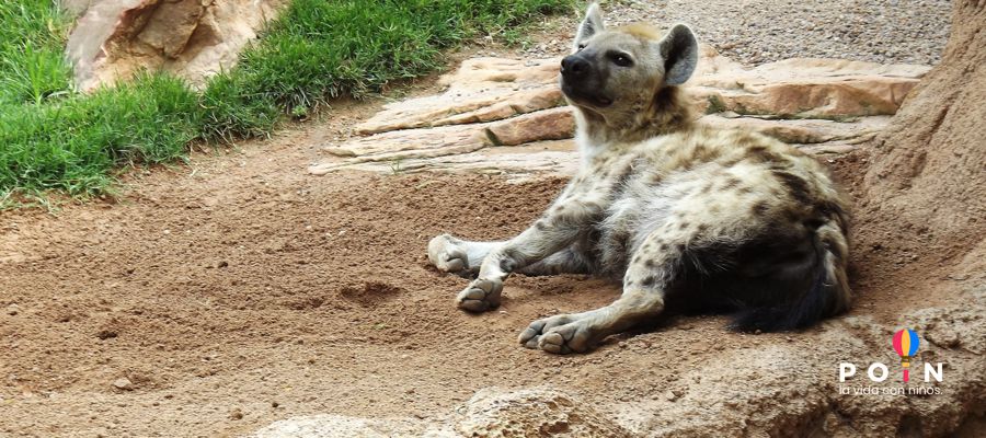 Bioparc Valencia Bioparc Valencia