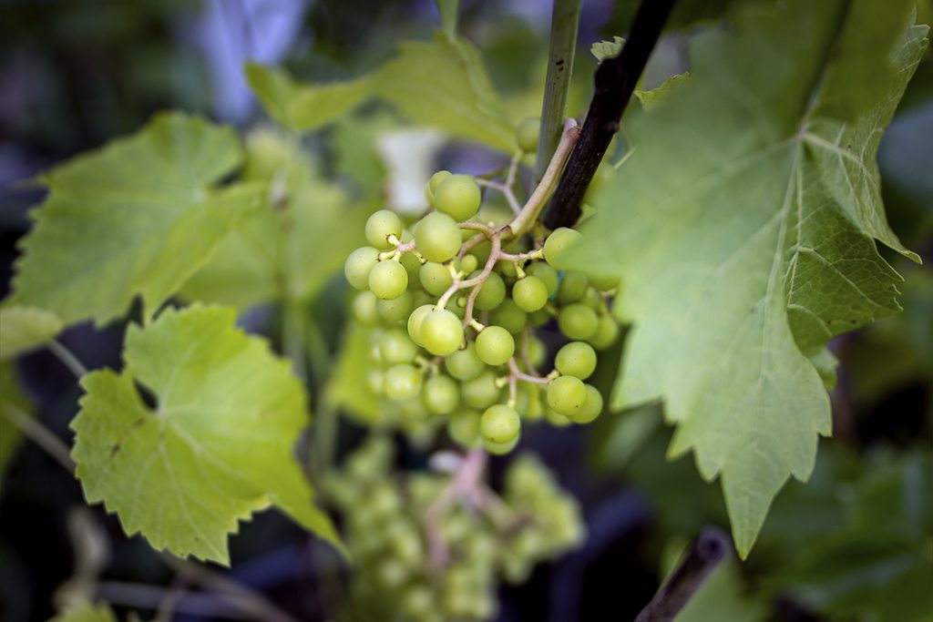 Viininviljely Suomessa