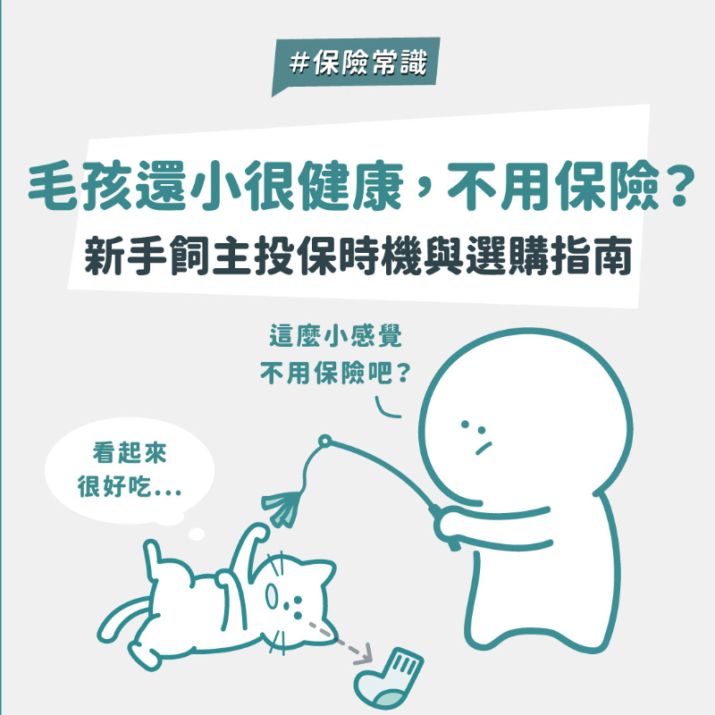 養貓狗要買寵物險嗎？2026 新手飼主必看的投保完整攻略