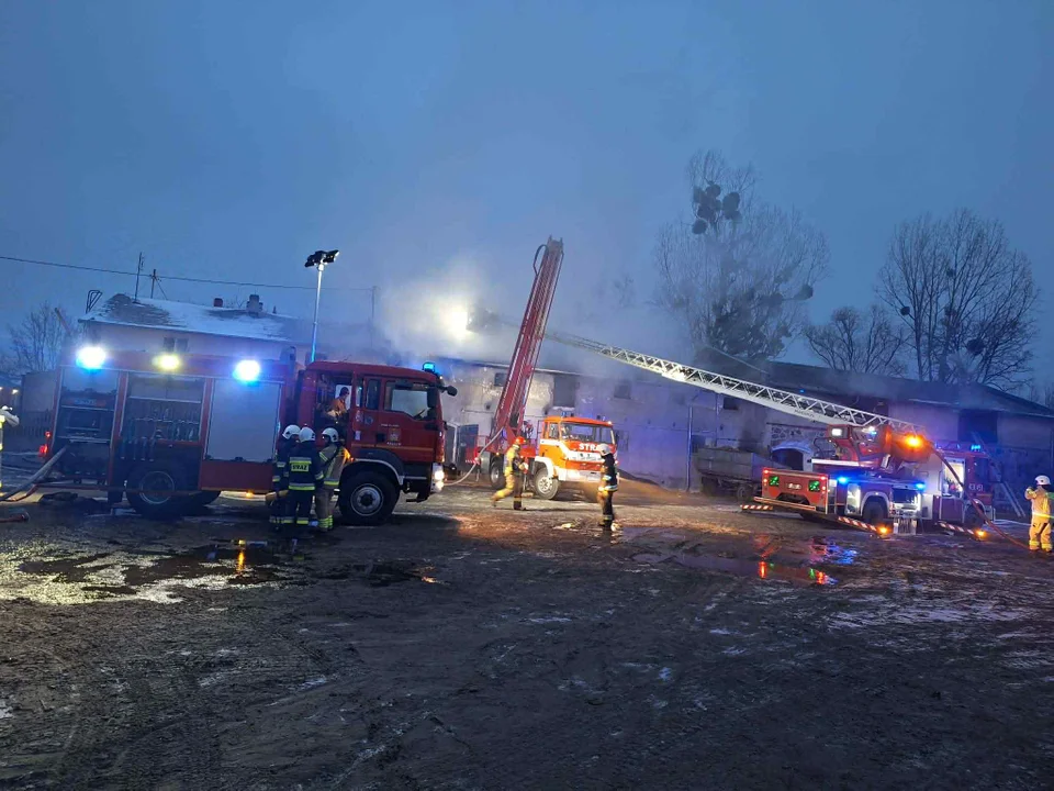 Pożar w gminie Kobylin. Ewakuowano około 70 cieląt, na miejscu 14 zastępów straży [ZDJĘCIA]