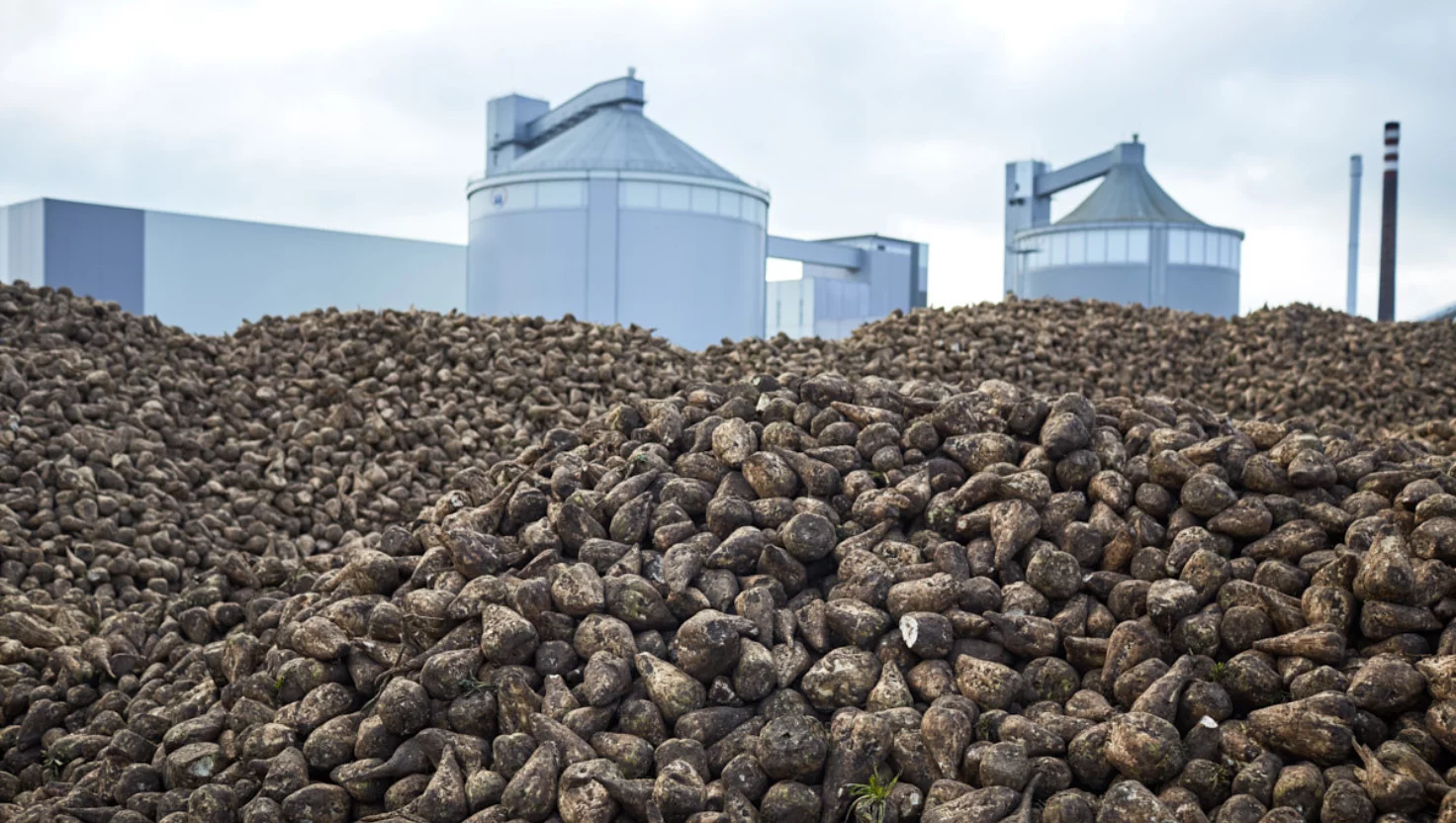Cukier podrożeje? Kampania buraczana w cukrowni Pfeifer & Langen Polska będzie dłuższa niż przewidywano