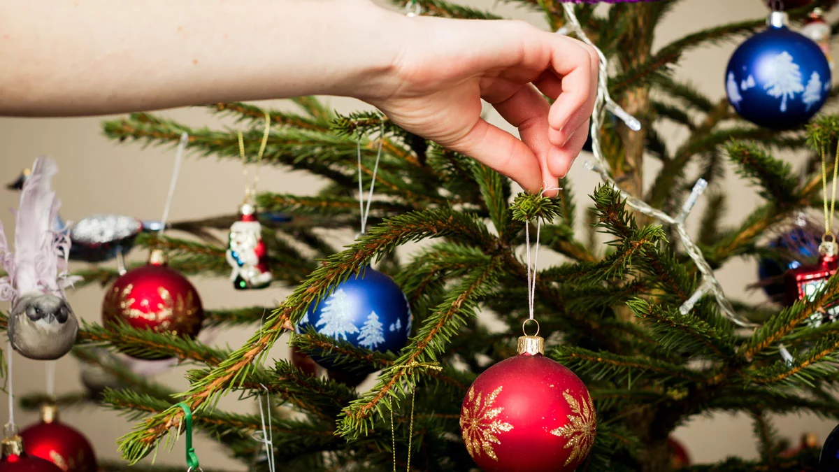 Co zrobić z naturalną choinką po świętach? Za kilka dni rozpocznie się zbiórka świerków, sosen, jodeł organizowana przez Komunalny Związek Gmin Regionu Leszczyńskiego