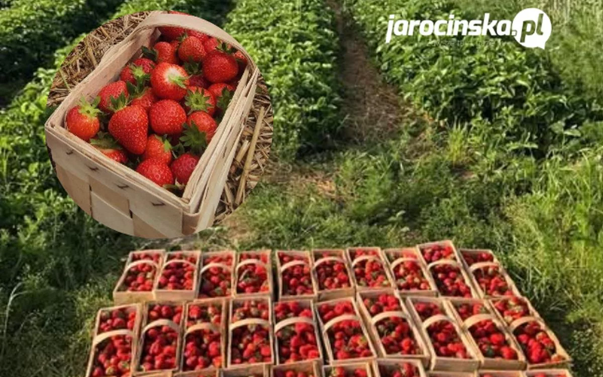 Gdzie w Jarocinie, okolicy Jarocina kupię truskawki prosto z pola? Jakie są ceny truskawek?