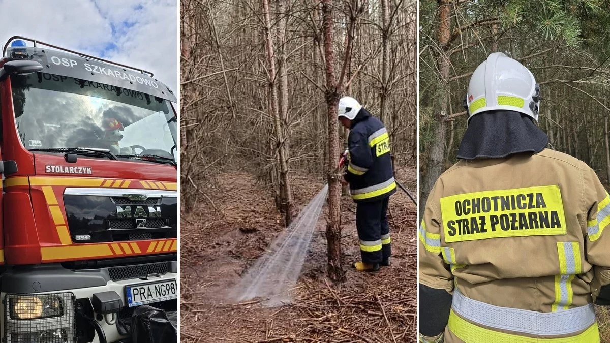 Pożar lasu w Jeziorach. Interweniowali strażacy z dwóch powiatów