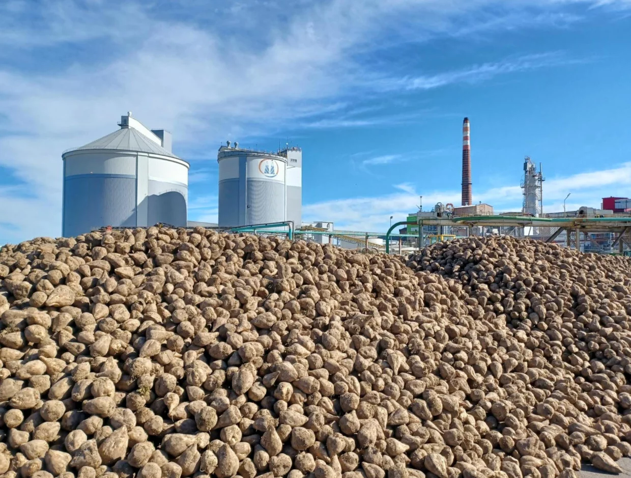 Trwa kampania buraczana w Cukrowni Miejska Górka. W tym roku jest wyjątkowa