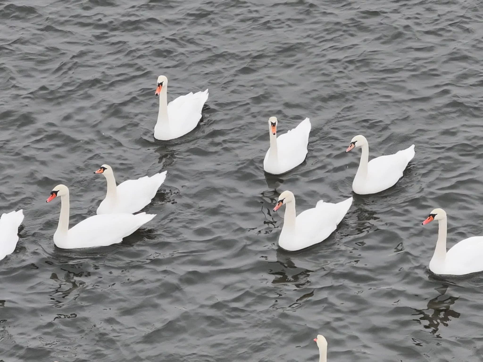 W powiecie rawickim potwierdzono wirus H5N1. Już 75 martwych łabędzi w Jutrosinie