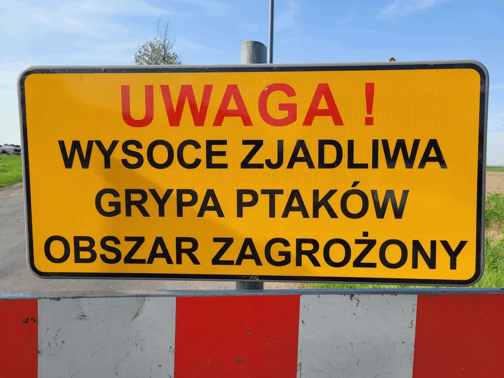 Ptasia grypa w gminie Rawicz. Wyznaczono strefy: zapowietrzoną i zagrożoną