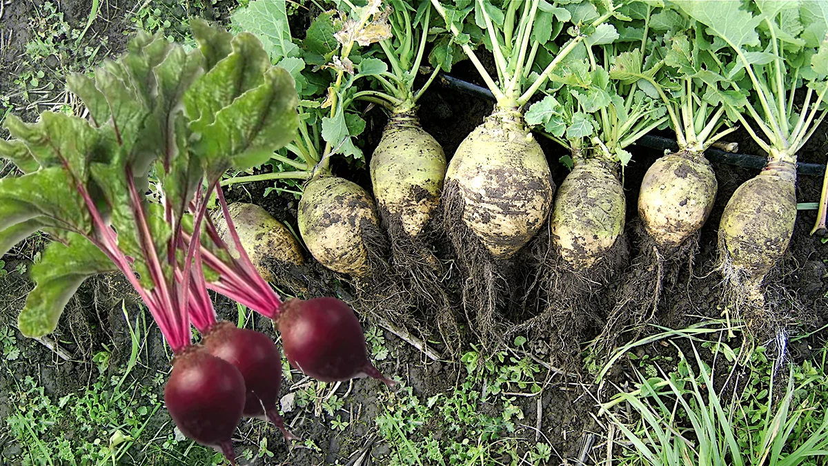 Rady jak uzyskać największą ćwikłę i brukiew