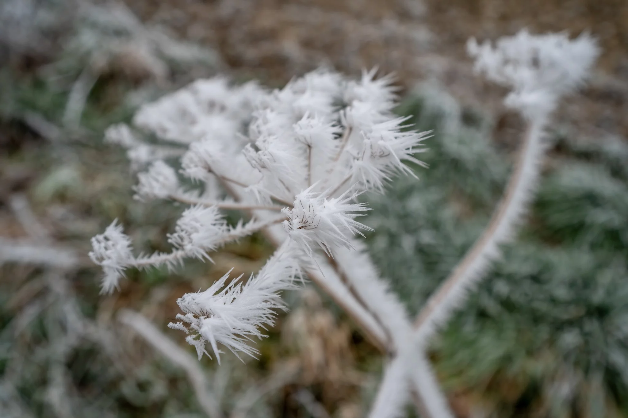 Dzień dobry Pleszew! Dziś czwartek, 1 stycznia 2026 roku