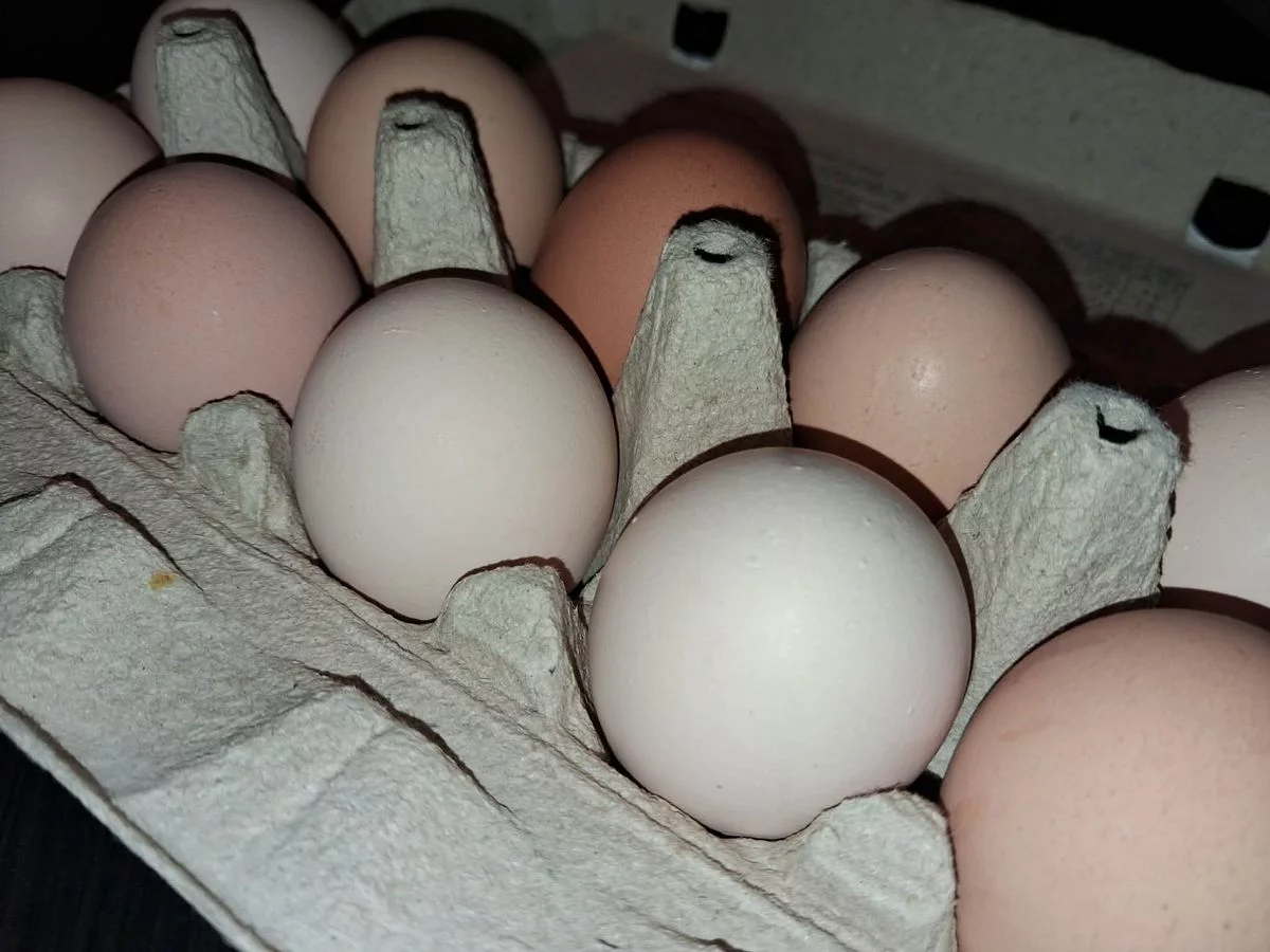 Sanepid ostrzega. Salmonella w jajkach. Sprawdź koniecznie kod na skorupce