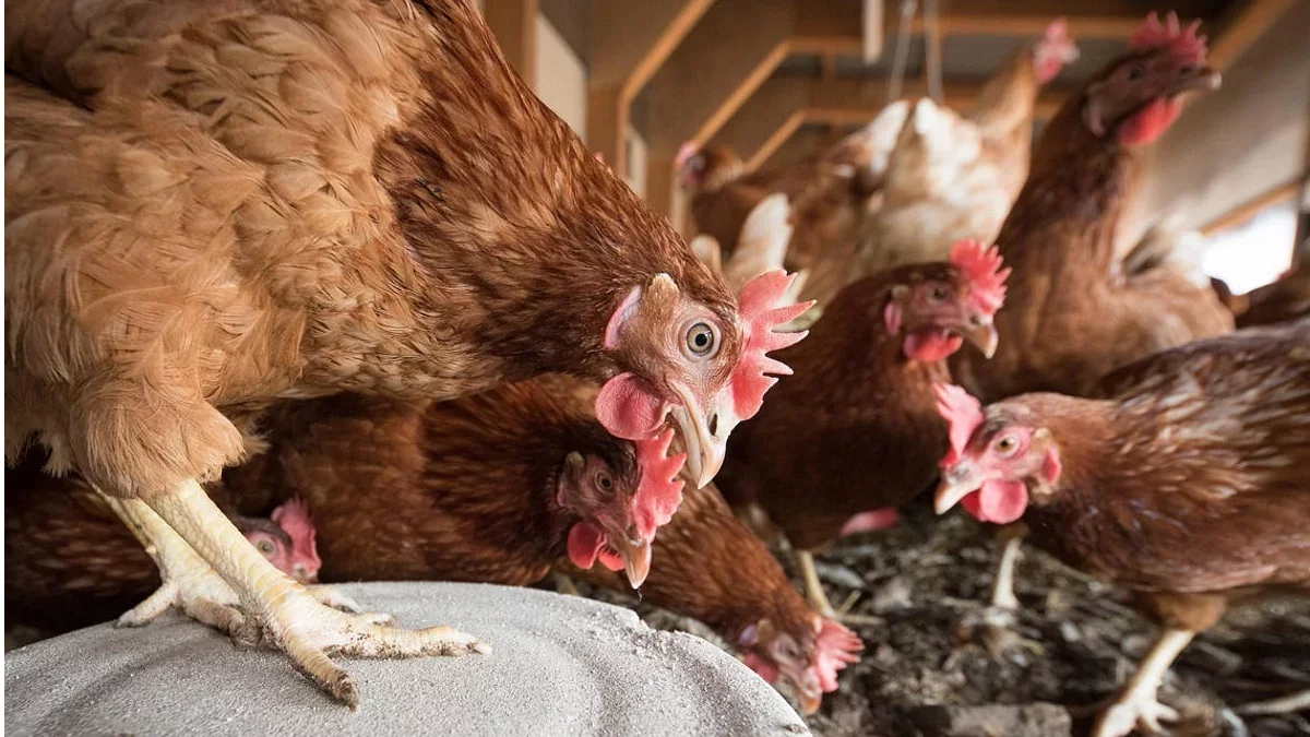 Dwie miejscowości w obszarze objętym ograniczeniami. Co to oznacza dla hodowców drobiu?