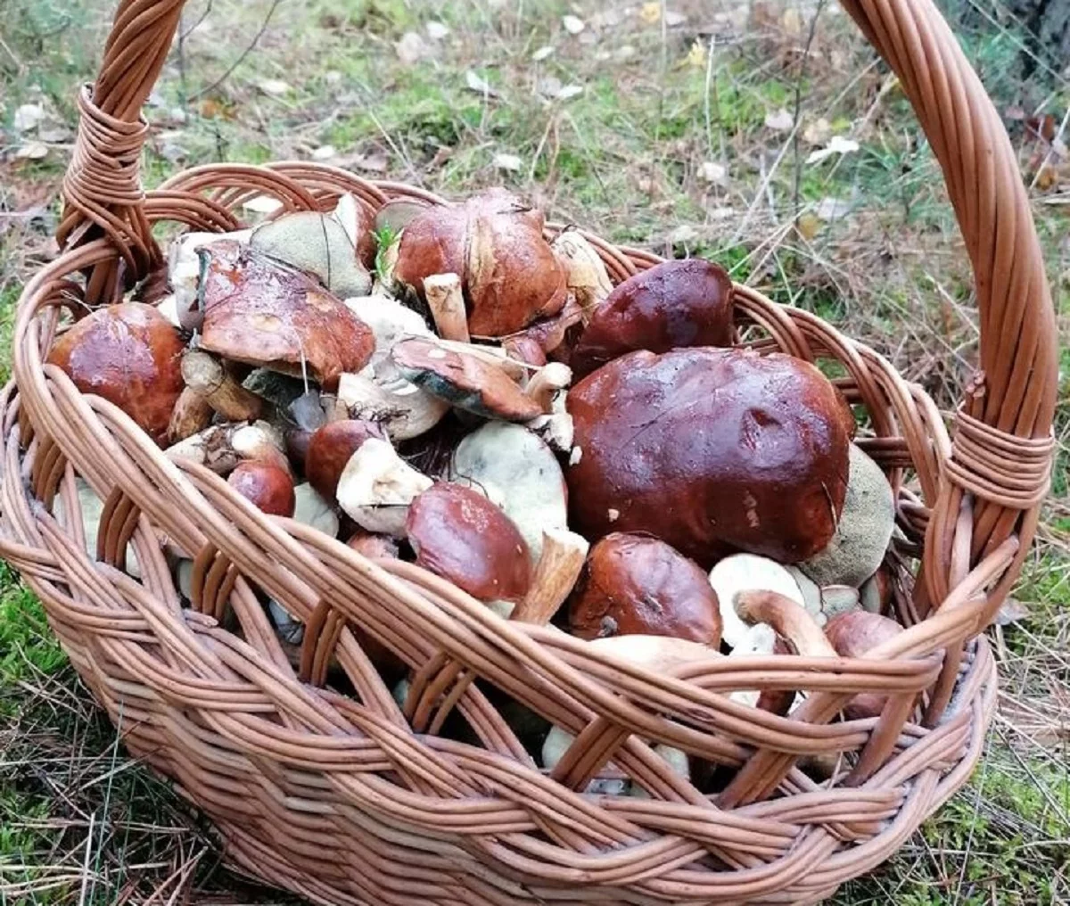 Gdzie na grzyby? Lista najlepszych miejsc