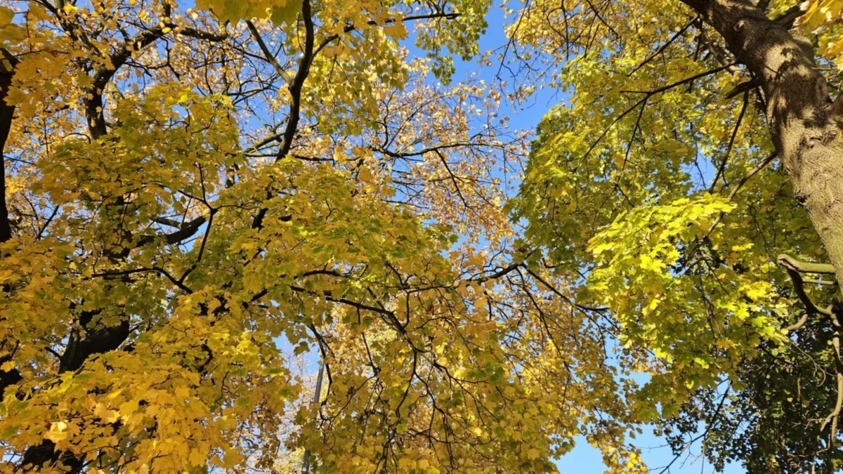 Dzień dobry Pleszew! Dziś czwartek, 6 listopada 2025 roku