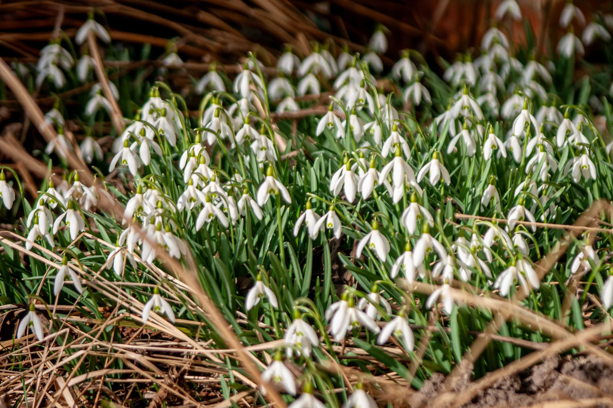 Dzień dobry Pleszew! Dziś środa, 18 marca 2026 roku