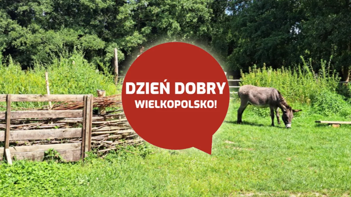 Dzień dobry Wielkopolsko! Dziś sobota, 28 czerwca 2025 roku