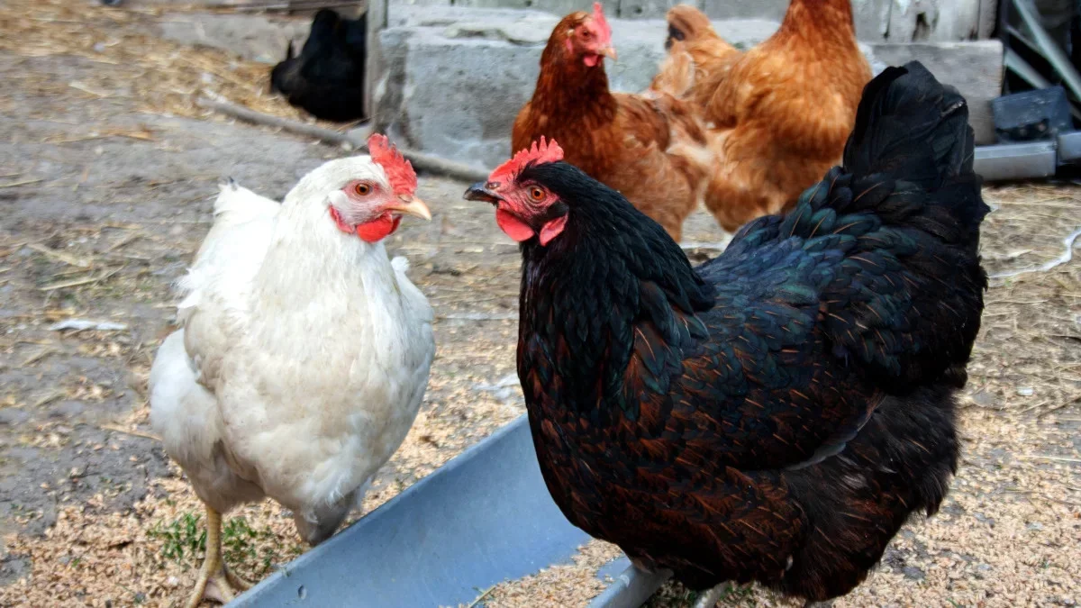 Pod Rawiczem prewencyjnie zabito zdrowe kury. "To było nasze jedyne źródło utrzymania"