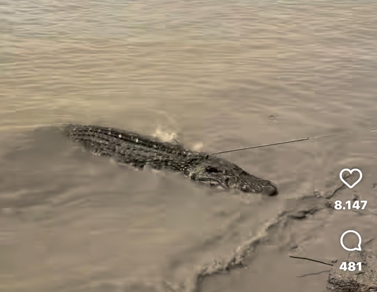 Jacaré capturado tinha mais de 4 metros, de acordo com o pescador