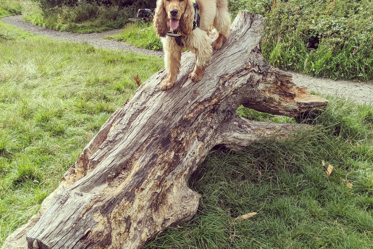 Beacon Country Park