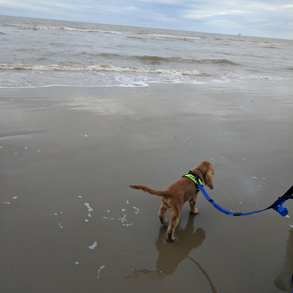 is formby beach dog friendly