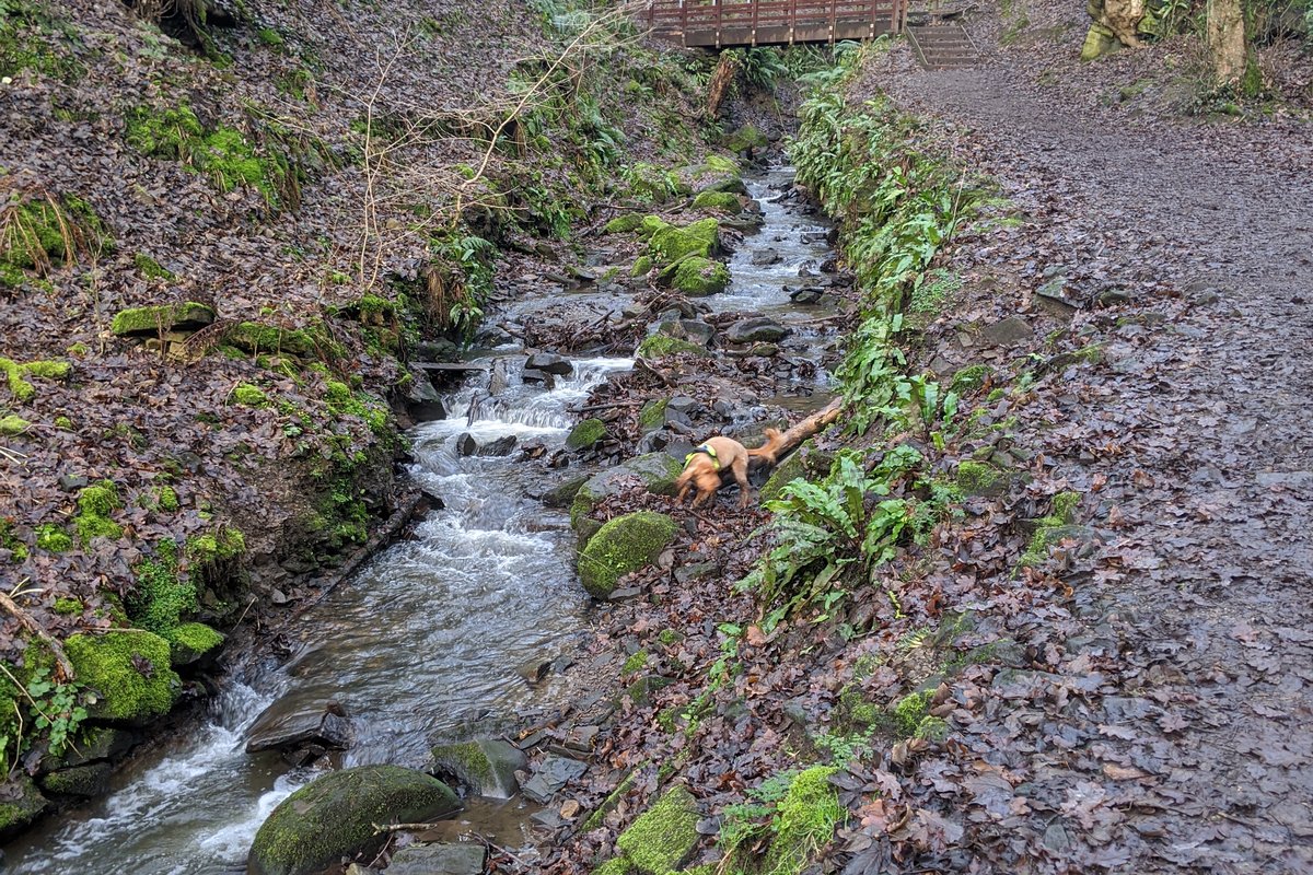 Fairy Glen