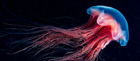 Rare Jellyfish