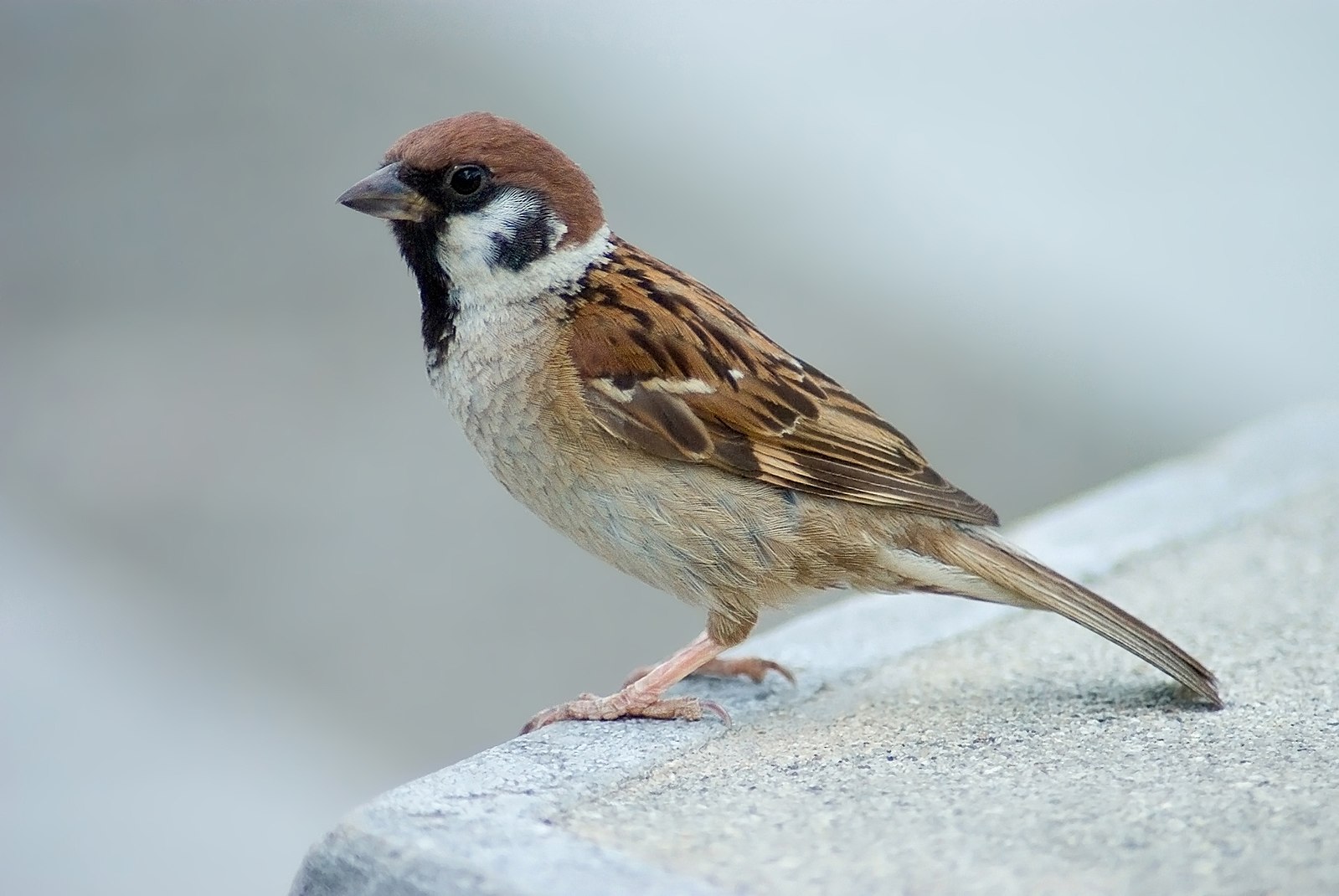 Suzume (Sparrows)