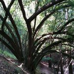 Tree and path