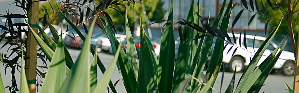 greenery with sf campus