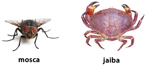 Animales invertebrados