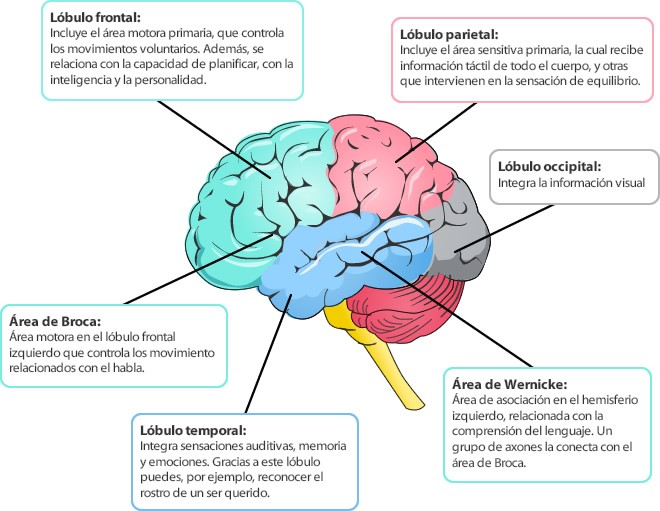 Funciones Cognitivas 7719