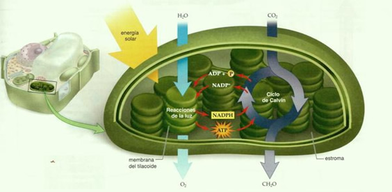 Ciclo-de-Calvin .jpg (564×276)
